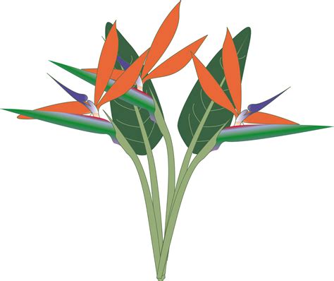 This Free Icons Png Design Of Oiseau Du Paradis Bird Of Paradise Png