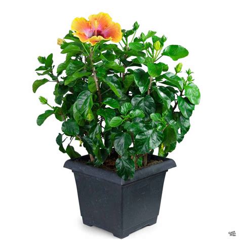 Hibiskiss™ Spin The Bottle — Green Acres Nursery And Supply