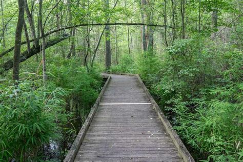 Dismal Swamp Boardwalk Trail Hd Carolina