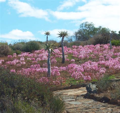 Karoo Desert National Botanical Garden By John Richardson Sep 2023