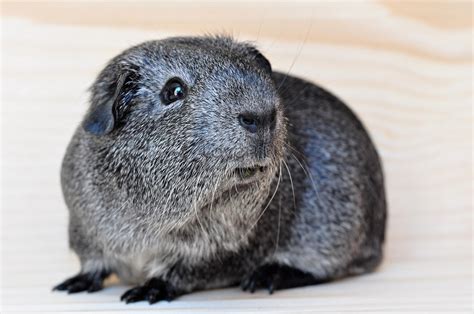 A Lovely Grey Guinea Pig Photo Imagepicture Free Download 289445