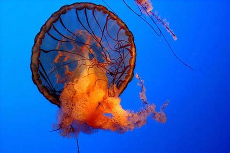 Incredibly Beautiful And Colorful Jellyfish 17 Pics