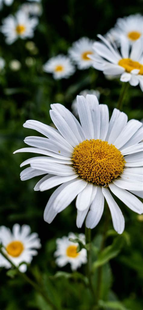 Aesthetic Daisy Wallpapers Top Free Aesthetic Daisy Backgrounds