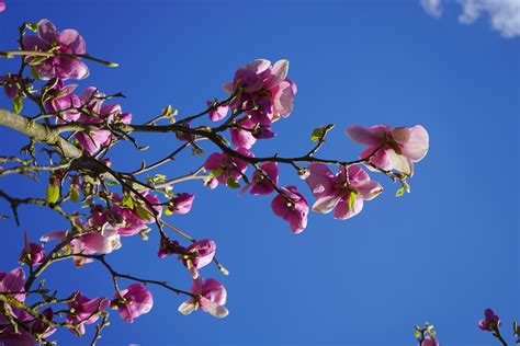 Fotos Gratis árbol Naturaleza Rama Flor Cielo Hoja Púrpura