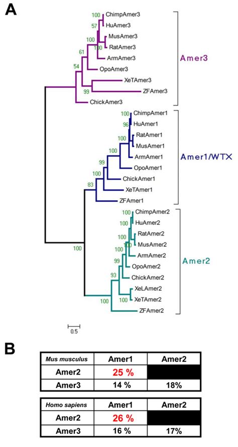 Quer começar nas criptomoedas ganhando alguns bônus?okex: Phylogenetic analysis of the Amer gene family. A. Unrooted Bayesian... | Download Scientific Diagram