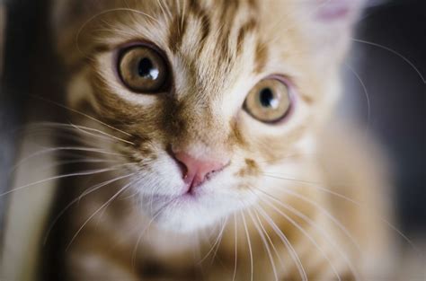 Adorable Animal Cat Close Up Cute Domestic Feline Fur Head
