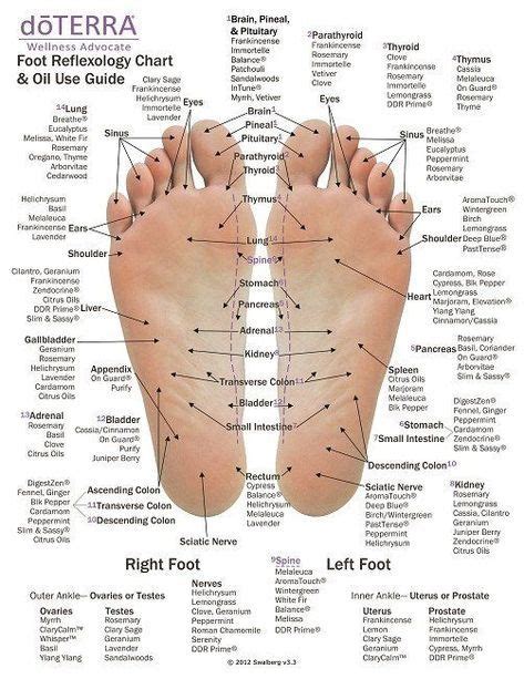 Hand Foot Reflexology Cardstock X Foot Reflexology