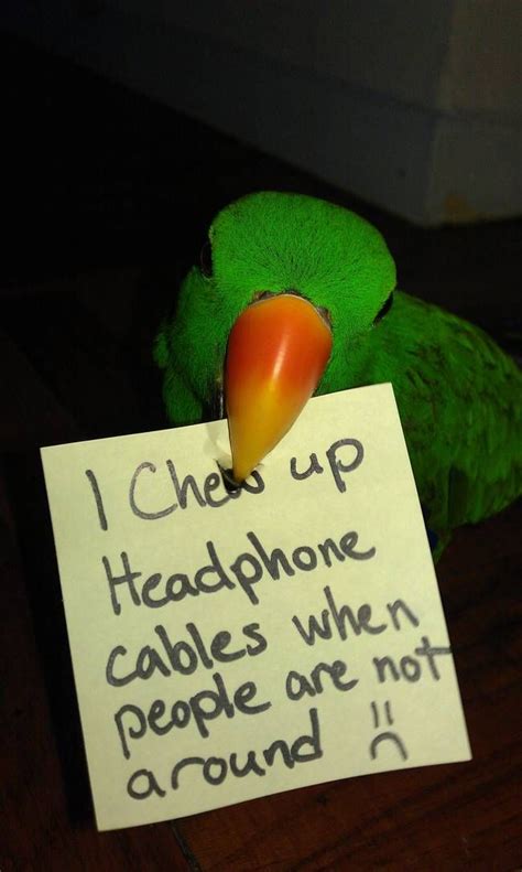 Hilarious Bird Shaming Photos And They Dont Look Sorry Funny