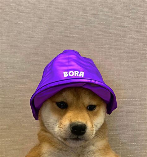 Bora The Original Dogwifhat Meme Token Twitter Ama Scheduled