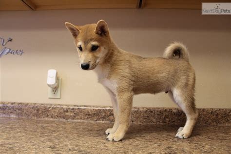 In this article, we will provide you with the initial costs of owning a shiba inu, including the price of the dog itself, as well as the dog's accessories and the necessary. Shiba M2: Shiba Inu puppy for sale near Omaha / Council ...
