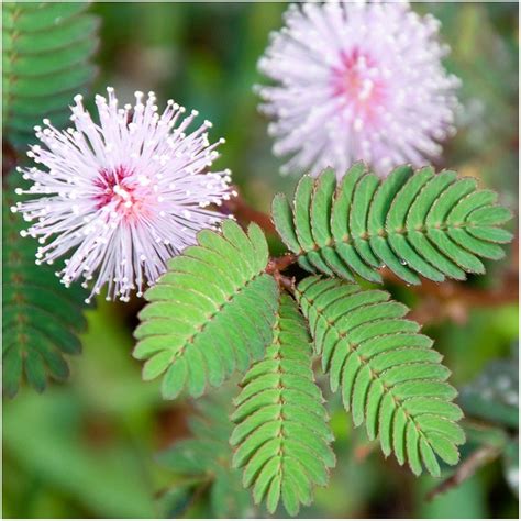 Sensitive Plant Seeds ~mimosa Pudica~ Leaves That Move And Respond To