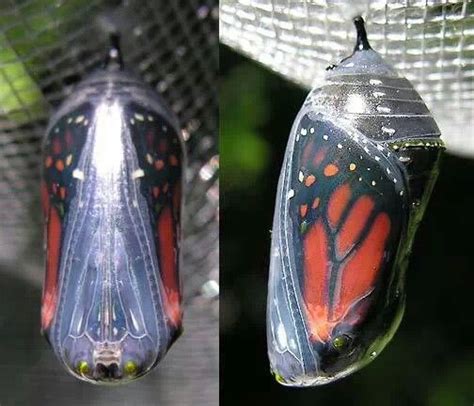 16 Best Butterfly Chrysalises Images On Pinterest Butterflies