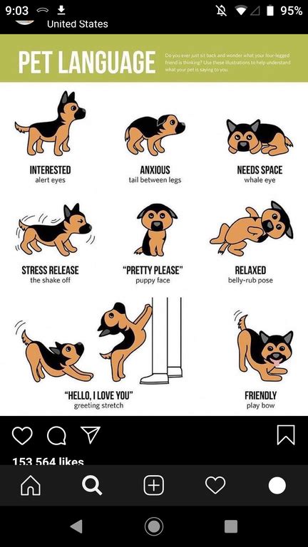 Dog Body Language The Success Manual