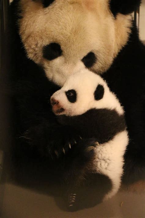 Torontos Giant Pandas Have Their 100 Day Celebration Zooborns