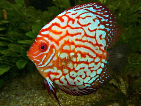 21 Most Colorful Freshwater Aquarium Fish Pethelpful
