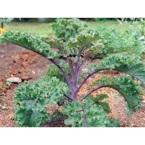 Redbor Kale F1 Hybrid 55 Days Brassica Oleracea