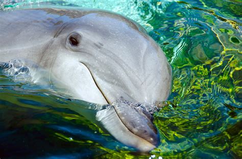 Dolphins May Talk Like Humans Wired
