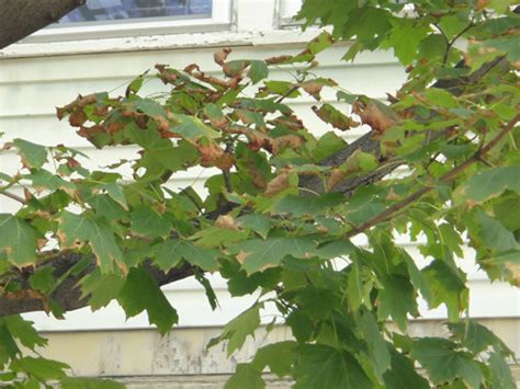 Maple Tree Leaves Turning Brown Food Ideas