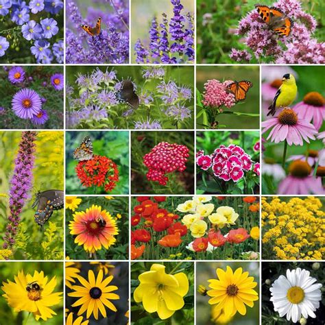 All Perennial Pollinator Wildflower Mix Wildflower Seeds Eden