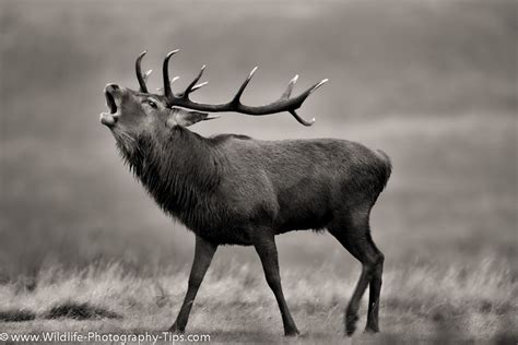 Black And White Nature Photography Black And White