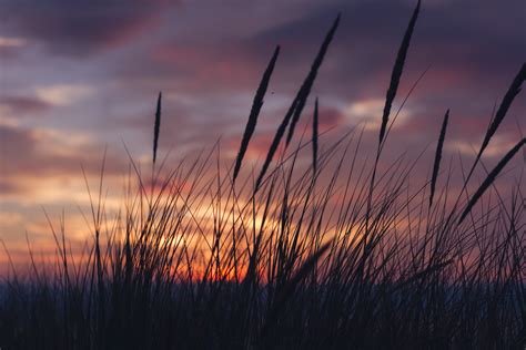 Silhouette Of Grass During Golden Hour Sunset Grass Landscape