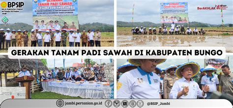 Berita Bsip Jambi Gerakan Tanam Padi Sawah Di Kabupaten Bungo