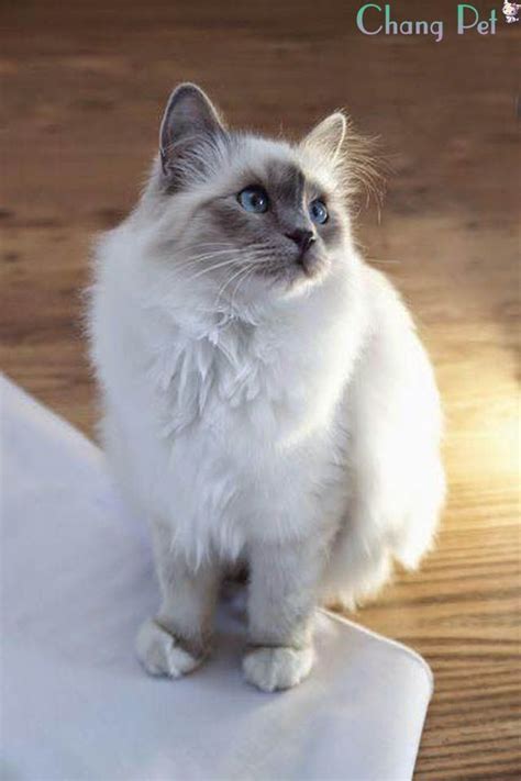 Birman Cat Birman Kitten Johanna Birman Birman Animals Alexandre