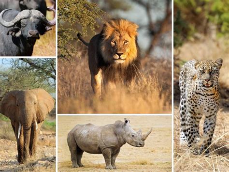 Top 20 Facts About The Big Five Big 5 Animals Big5 Safaris Tours