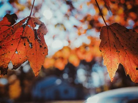Autumn Seasonal Leaves Free Photo On Pixabay Pixabay