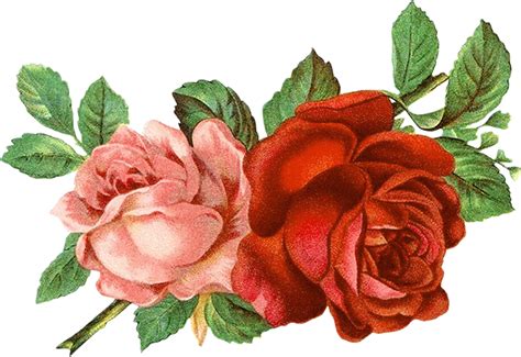 Clipart Pictures Of Roses
