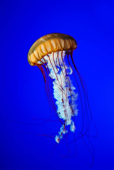 Scores Of Jellyfish Meaning Scorqa