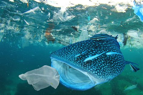 🐬how Plastic Effects Marine Life And Us 🌊 Pets Amino