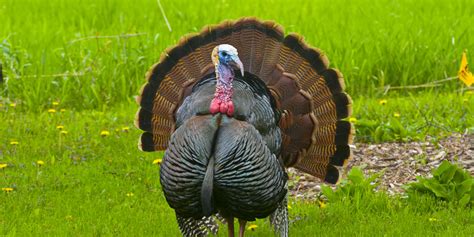 A Feast Of Ways To Support Humane Treatment Of Turkeys Huffpost