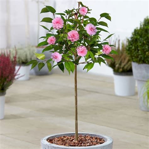 Camellia Spring Festival for Sale | Ornamental Tree | Free UK Delivery