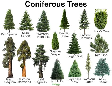 Conifer Trees Types Propagation Uses And Diseases The Gardening