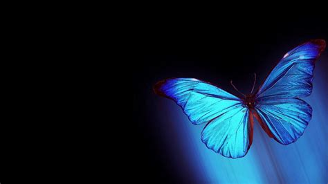 Blue Butterfly Hd Wallpaper 70 Images