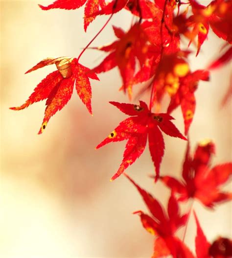 Japanese Maple Growing And Care
