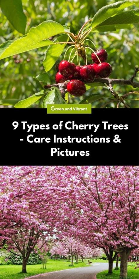 9 Types Of Cherry Trees Care Instructions And Pictures In 2020 Types Of Cherries Flowering