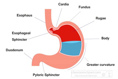Diagram Of Stomach