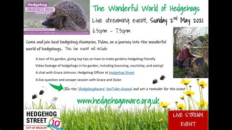 Live Hedgehog Awareness Week 2021 The Wonderful World Of Hedgehogs