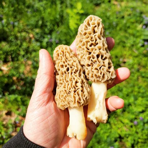 Magical Morels - In Search of the Lean Six Life