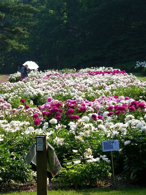 Our floral design experts also create beautiful arrangements for weddings & events. Peony Gardens at the Nichols Arboretum (University of ...