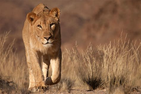 Vanishing Kings Desert Lions Of Namib National Geographic For