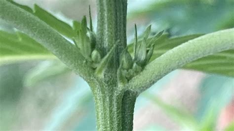 identify a male cannabis plant before your crop gets pollinated with seeds