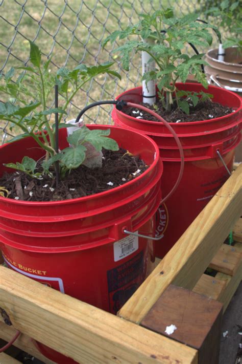 How To Garden In 5 Gallon Buckets Create A Great Garden Anywhere