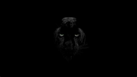 937 Hd Wallpaper Of Black Panther Animal Myweb
