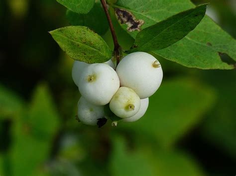 Hd Wallpaper Common Snowberry Berries White Symphoricarpas Albus