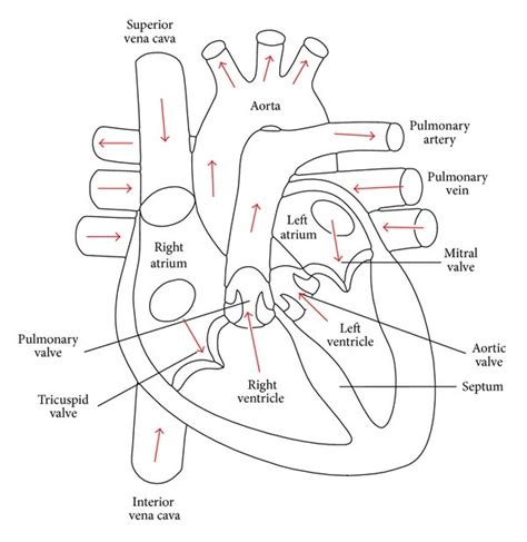 Transverse Section Of Human Heart 5 Download Scientific Diagram