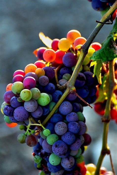 Rainbow Grapes 9gag