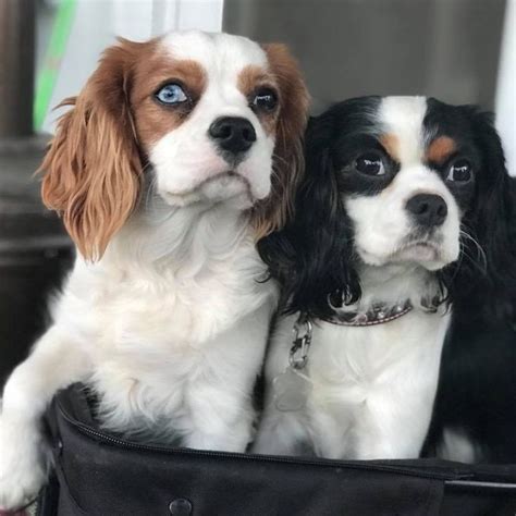 Blue Eyed Cavalier Cavalier King Charles Cavalier King Charles